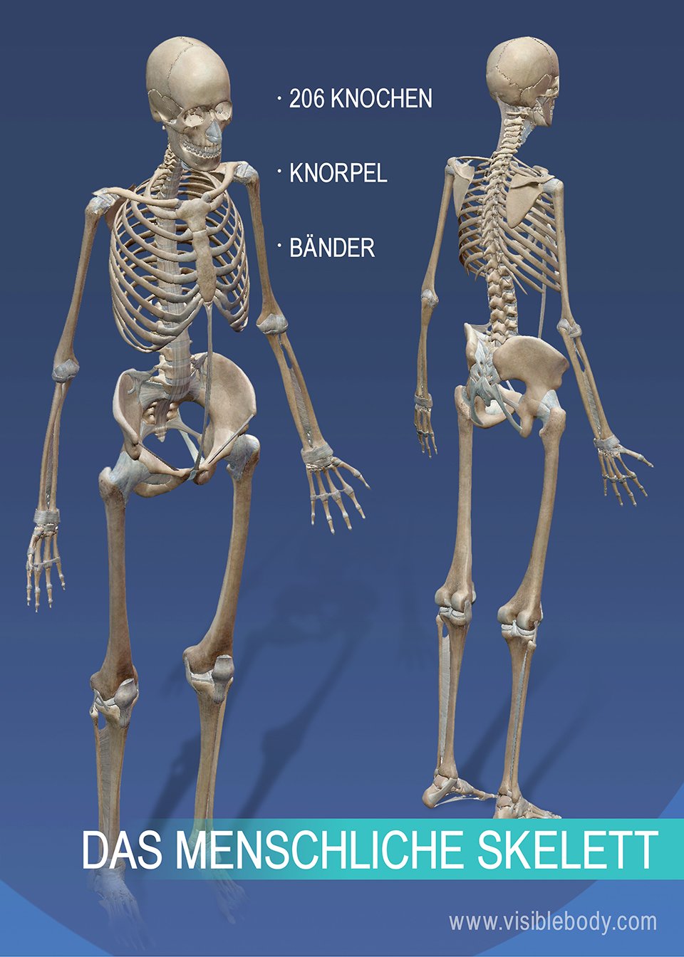 Das Skelettsystem besteht aus 206 Knochen sowie Knorpeln und Bändern